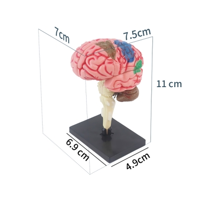 Разборная анатомическая 4D-модель человеческого мозга Corpo de cérebro-1