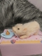 Силиконовая свинка реборн Plushie